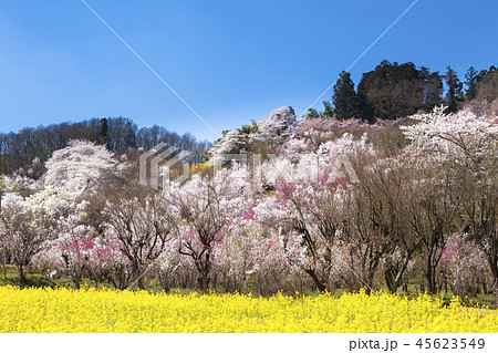 花見山公園 45623549