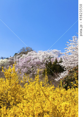 花見山公園 45623550