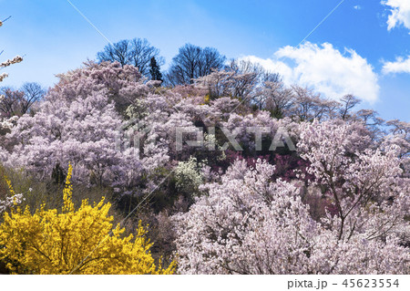 花見山公園 花見山公園 45623554
