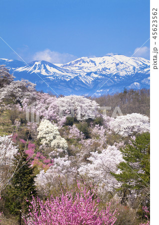 花見山公園 花見山公園 45623562