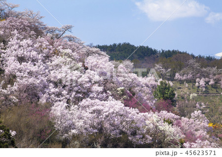 花見山公園 45623571
