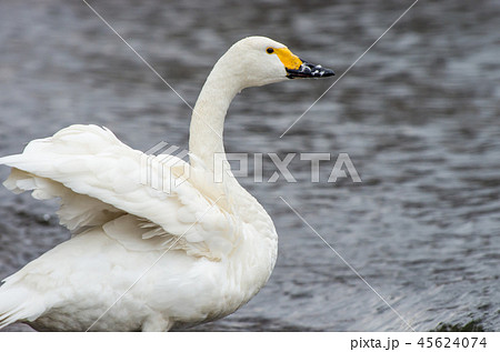 琵琶湖のコハクチョウ 45624074