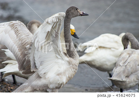 琵琶湖のコハクチョウ 45624075
