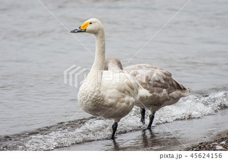 琵琶湖のコハクチョウ 琵琶湖のコハクチョウ 45624156