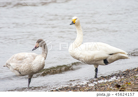 琵琶湖のコハクチョウ 琵琶湖のコハクチョウ 45624157