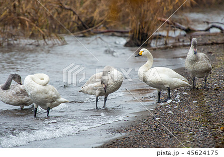 琵琶湖のコハクチョウ 45624175
