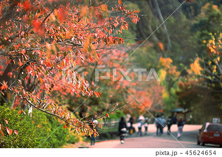 紅葉 45624654
