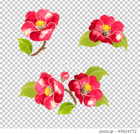 水彩の椿の花のイラスト素材 [45624772] - PIXTA