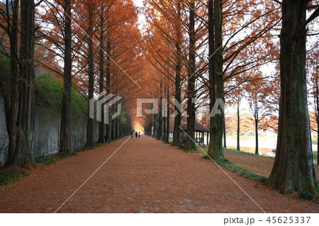 メタセコイア 朝 美しさ 45625337