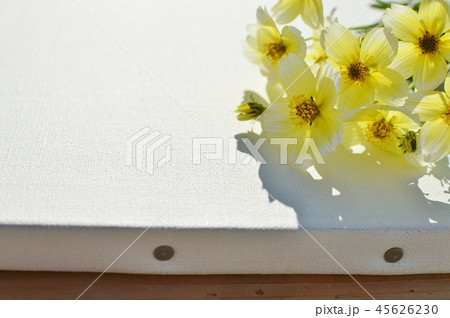 ウィンターコスモスとキャンバス 45626230