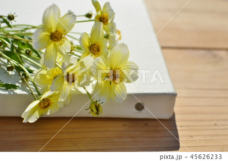 ウィンターコスモスとキャンバス 45626233