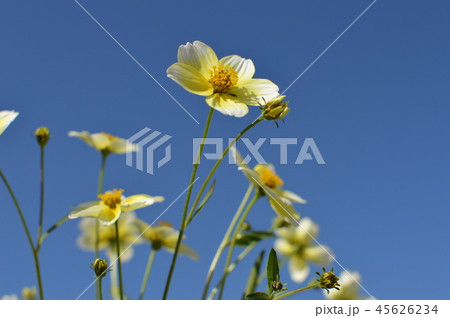 ウィンターコスモスと青空 45626234