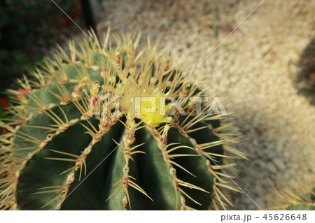 サボテン サボテン 45626648