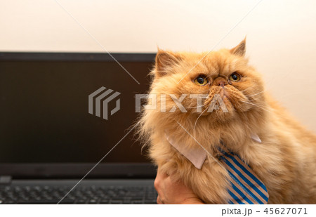Image of exotic cat in striped tie on laptop background Image of exotic cat in striped tie on laptop background 45627071