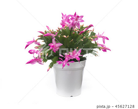 デンマークカクタス デンマークカクタス 45627128