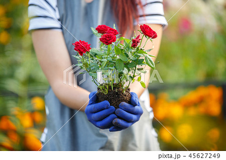 Photo of agronomist woman holding roses in garden Photo of agronomist woman holding roses in garden 45627249