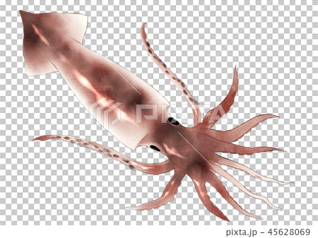 イカのイラスト素材