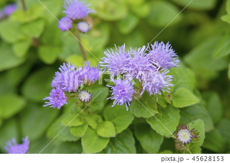 アゲラタム(オオカッコウアザミ) アゲラタム(オオカッコウアザミ) 45628153