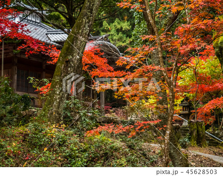 紅葉の白毫寺 45628503