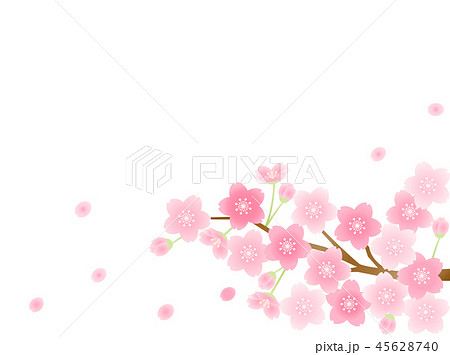 Sakura 18 Sakura - Stock Illustration [45628740] - PIXTA