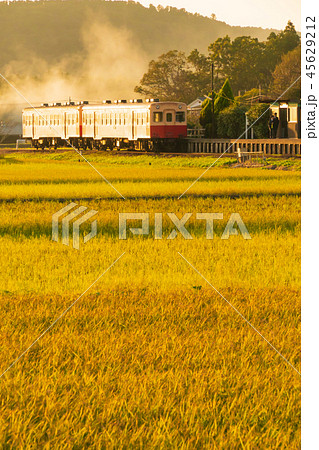 小湊鉄道と野焼きの田んぼ 45629212