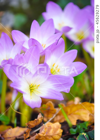 Nice dewy flowers (Colchicum autumnale) 45629279