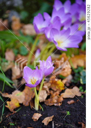 Nice dewy flowers (Colchicum autumnale) 45629282