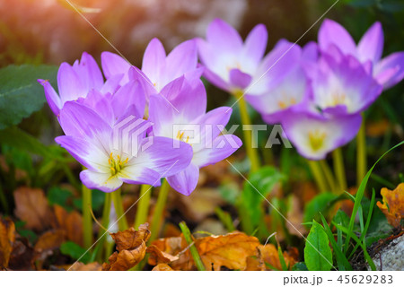 Nice dewy flowers (Colchicum autumnale) Nice dewy flowers (Colchicum autumnale) 45629283
