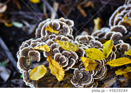 Trametes versicolor mushroom in the autumn forest Trametes versicolor mushroom in the autumn forest 45629284