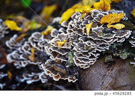 Trametes versicolor mushroom in the autumn forest Trametes versicolor mushroom in the autumn forest 45629285