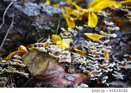 Trametes versicolor mushroom on the old tree 45629286