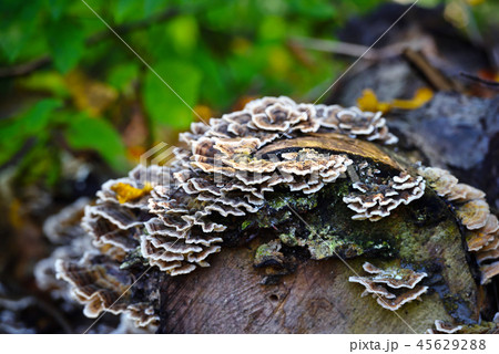 Trametes versicolor mushroom on the old tree Trametes versicolor mushroom on the old tree 45629288