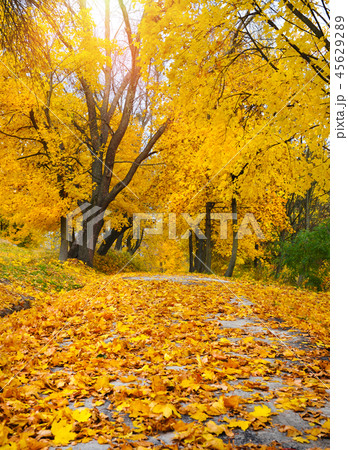 Beautiful romantic alley in a park Beautiful romantic alley in a park 45629289