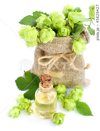 Fresh green hops (Humulus) in burlap bag 45629427