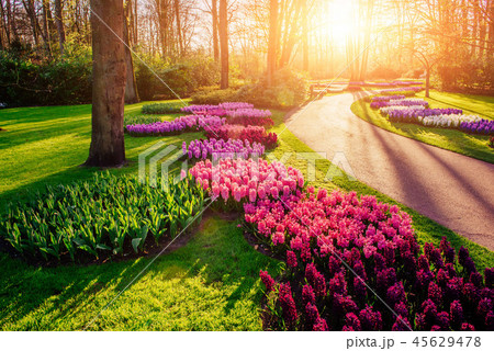 beautiful multicolored hyacinths. Holland. Keukenhof Flower Park. 45629478