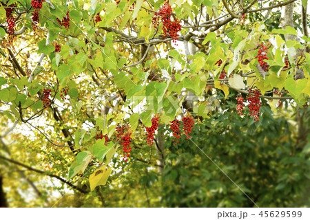 イイギリの赤い実 45629599