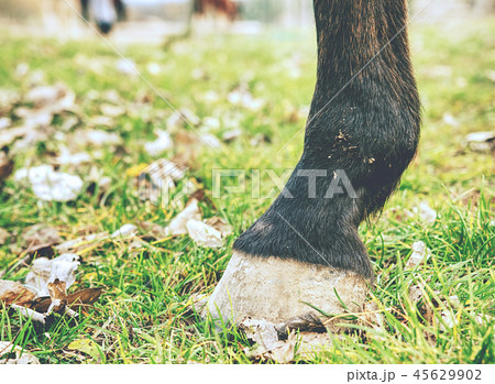 Horse unshod hoof.Horse on meadow without barefoot Horse unshod hoof.Horse on meadow without barefoot 45629902