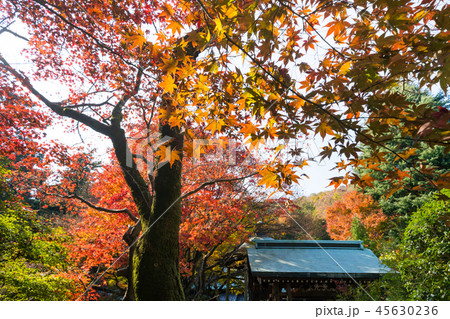 紅葉 根香寺(四国第八十二番札所) 45630236
