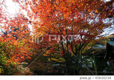 紅葉 根香寺(四国第八十二番札所) 45630238
