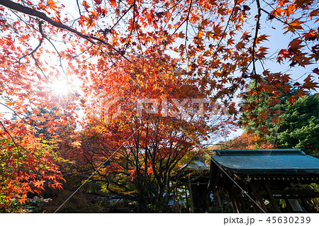 紅葉 根香寺(四国第八十二番札所) 45630239