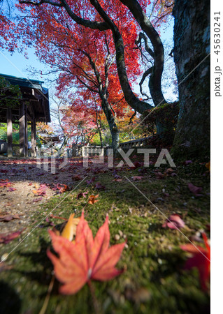紅葉 根香寺(四国第八十二番札所) 紅葉 根香寺(四国第八十二番札所) 45630241