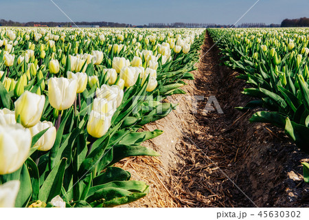 tulips field in the Netherlands. Holland 45630302