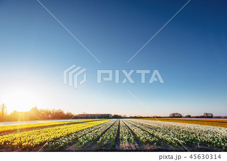 tulips field in the Netherlands. Holland tulips field in the Netherlands. Holland 45630314