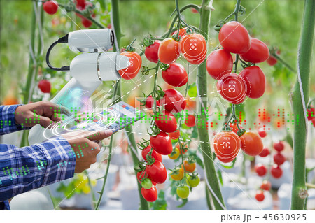 Farmer use tablet control robot harvesting tomato Farmer use tablet control robot harvesting tomato 45630925