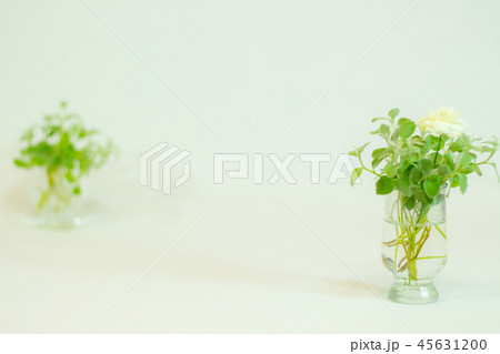 コップ入れたグリーン　ヘリクサム・ペティオラレ　シルバーリーフ　バラ　 45631200