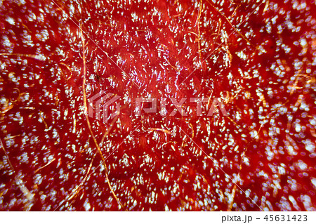 Microscope image of violet flower petal cells Microscope image of violet flower petal cells 45631423