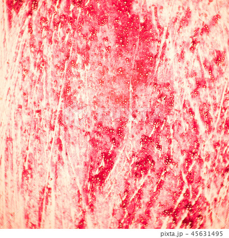 Cross section of the human tissue in the microscope view. 45631495