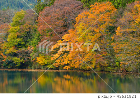 中之条ダムの紅葉 中之条ダムの紅葉 45631921