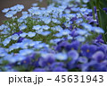 ネモフィラ Baby blue eyes  45631943