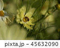 花　Rigid Sunflower 45632090